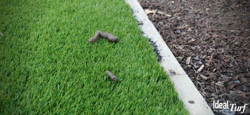 clean artificial grass remove pet waste stains
