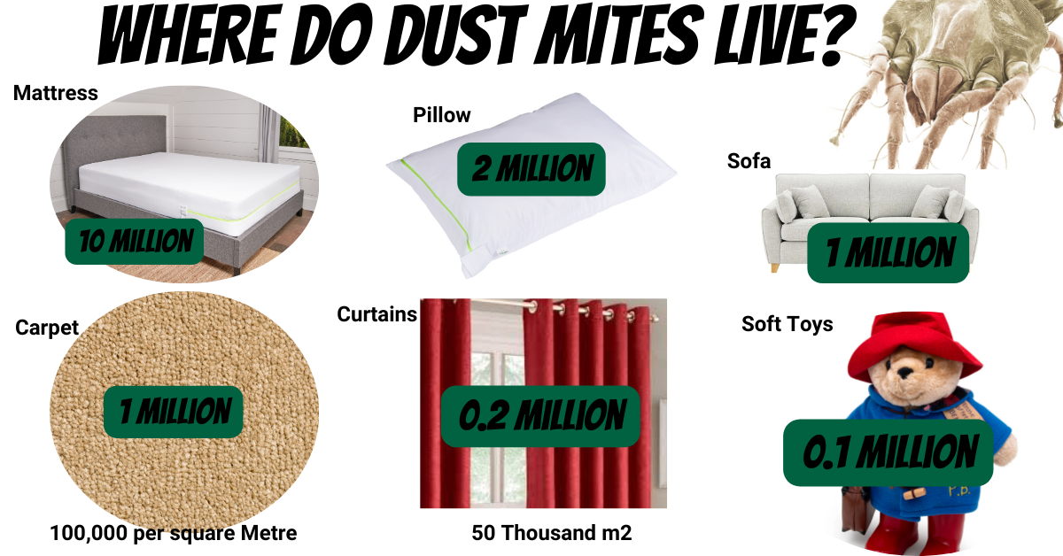 clean dust mites mattress bedding carpet 2