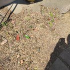 clean gravel landscaping rocks driveway garden